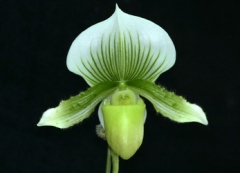Paph. Hsinying Citron
